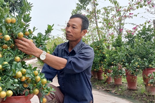 Quất Tết giá cao, người trồng phấn khởi